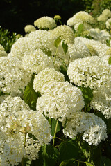 White flowers spring
