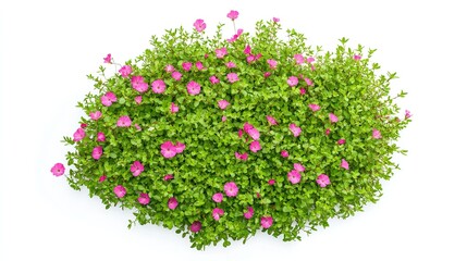Naklejka premium Aerial view of a patch of grass with pink flowers blooming, isolated on a white background. Cutout perfect for various applications.