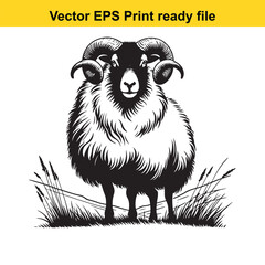 Valais Blacknose Sheep Vector Art | Swiss Alpine Fluffy Sheep | Cute Farm Animal Clipart