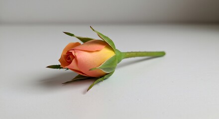 Soft light illuminates delicate peach rosebud gracefully resting on white background. AI Generated