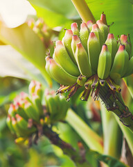 Banana flower cluster in early growth stage on the tree