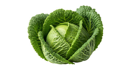 Obraz premium Savoy Cabbage Sits Isolated, Displaying Freshness, Texture, and Vibrant Green Color