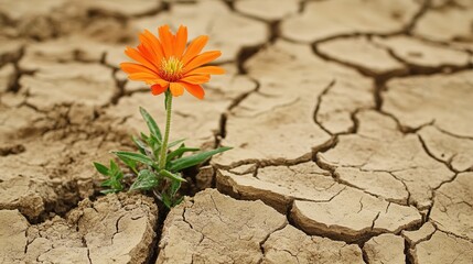Bright orange flower growing through cracked, dry earth, symbolizing resilience and hope in a harsh environment.