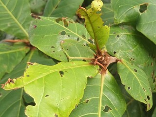 green leaf of a tree with dew