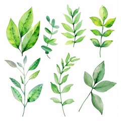 Watercolor Green Leaves and Branches Collection