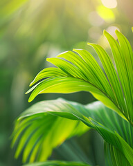 Tropical palm leaves glowing in warm sunlight