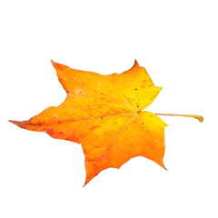 Autumn Maple Leaf with Spotted Texture Transparent Background. Yellow Maple Leaf on White PNG. Nature: Colorful Maple Leaf PNG