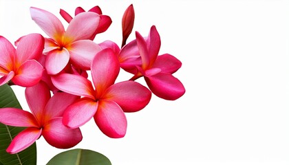 Fototapeta premium pink red plumeria frangipani flowers on transparent