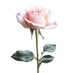 Elegant Pink Rose Bloom Isolated on Black Background