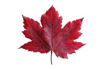 Red leaf photography in autumn