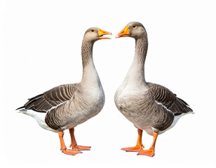Two greylag geese standing and communicating on white background
