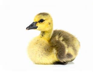 Obraz premium Cute Canada goose chick resting on white background