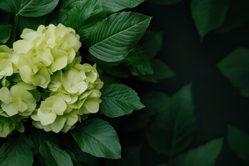 A floral background with a white hortensia flower and copy space