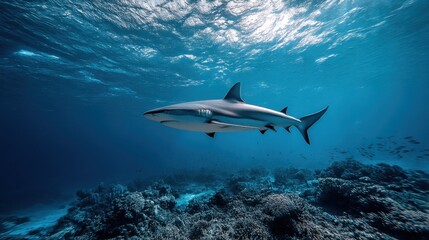 Fototapeta premium A grey reef shark gracefully swims above a vibrant coral reef in the deep blue ocean, sunlight filtering through the water's surface. : Generative AI