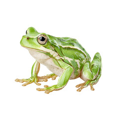 Fototapeta premium Isolated green tree frog sits with details revealed in studio lighting.