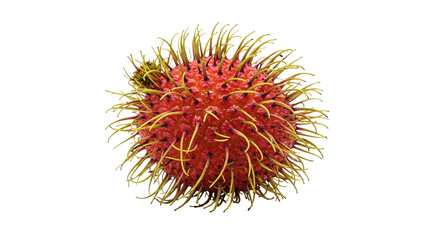 Rambutan fruit appears, showing its spiky exterior, on a black background, macro