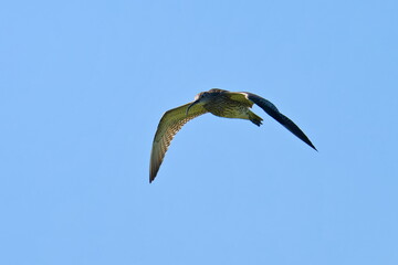 Großer Brachvogel (Numenius arquata) in der Morgensonne