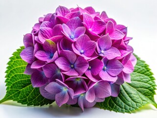 Fototapeta premium Macro Hydrangea Photography: Close-up Isolated White Background Flower Images