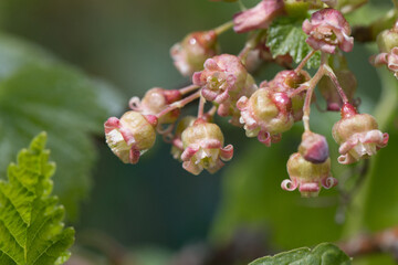 A cluster or strig of tiny green and pink blackcurrant flowers blossoming on a bush in the spring sunshine. Close-up view with background blur 