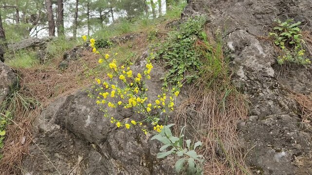 A mullein (Verbascum) is in a hurry to show itself on the rocky slopes of the Taurus Mountains in May with its elegant yellow flowers