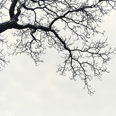Dark Tree Branch on White Background