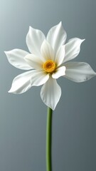 Fototapeta premium Yellow-centered white flower or Bright yellow center of a white daisy