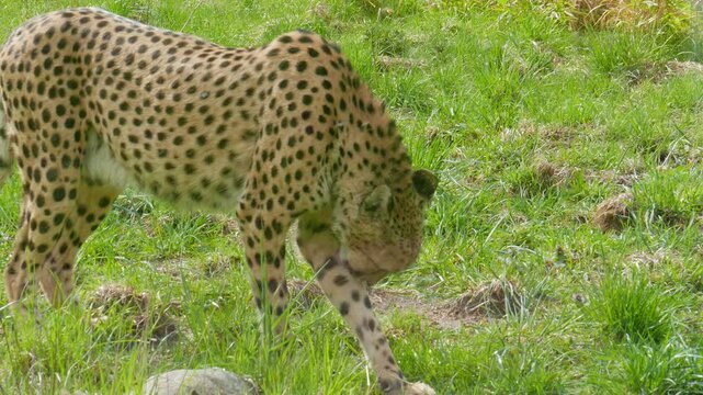 Cheetah behind glass at zoo. Acinonyx jubatus