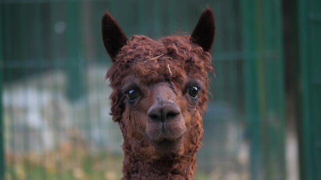 An alpaca (Vicugna pacos) portrait.