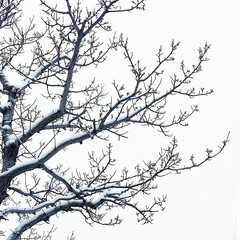 Tree Branches Covered With Snow On Winter Day