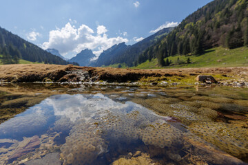Froschlaich in einem Bergsee in den Voralpen