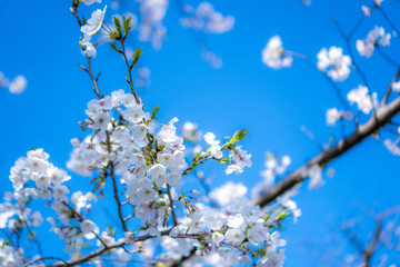 桜のアップ。青空。