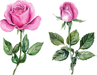 Fototapeta premium bouquet of pink roses