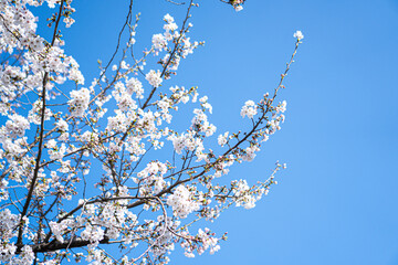 桜のアップ。青空。