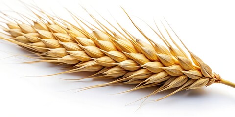 Close-up image of a single wheat stalk with detailed texture and intricate details on its surface, set against a plain white background , close-up, nature