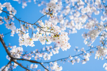 桜のアップ。青空。