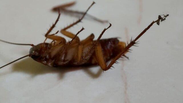 Big cockroach on white patterned floor surface