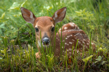 Young fawn in grass