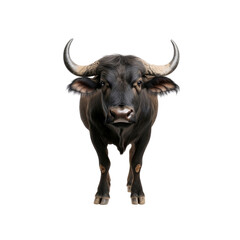 Naklejka premium Majestic Asian Water Buffalo Portrait Against Transparent Background