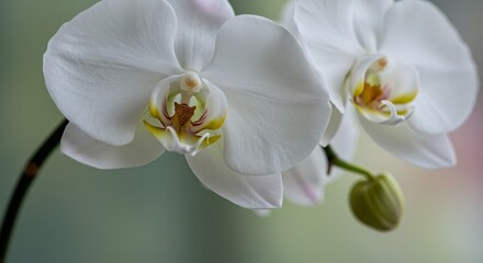 清楚な白蘭 美しい光と影 柔らかな花びら. AI Generated