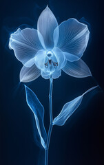 X-Ray Style Orchid Flower Illustration on Dark Blue Background, Botanical Art