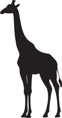 Silhouette of a giraffe standing tall with its long neck in black and white view