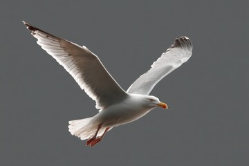 Fototapeta premium A majestic european herring gull in flight, wings outstretched against a muted grey backdrop. The bird's plumage is pristine white, contrasted by its dark wingtips and orange beak. : Generative AI