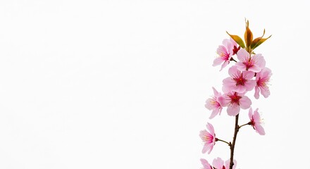 淡く輝く桜の枝 春の訪れを告げる. AI Generated