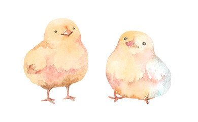 Little yellow chickens hand drawn watercolor illustration. Childish poultry clipart isolated on white background for farm, country, easter design, children's party, greeting cards, invitations