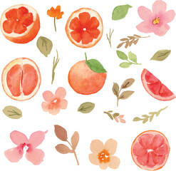grapefruit and flower watercolor