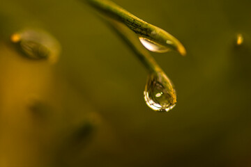 drop of water