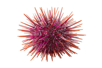 Close up of a pink and orange sea urchin isolated on a transparent background