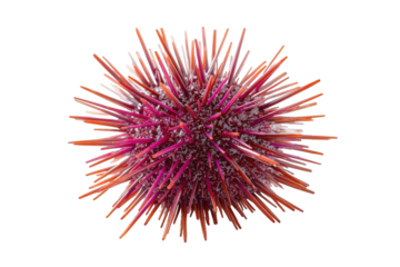 Close up of a pink and orange sea urchin isolated on a transparent background