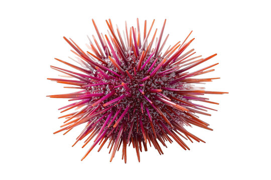 Close up of a pink and orange sea urchin isolated on a transparent background