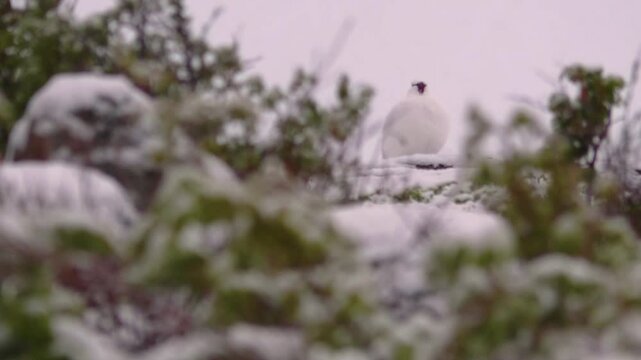 Detailed close-up footage of a rock ptarmigan at Titovy Ridge in Russia, highlighting this iconic arctic bird in its cold, snowy natural habitat.